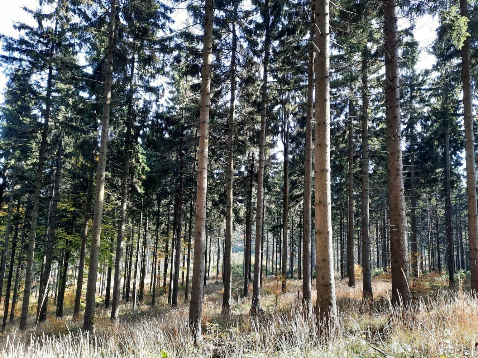 Ostoja * Lomnica (Walbrzych)